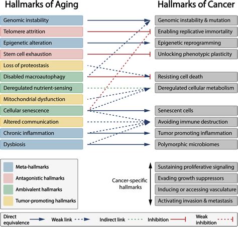 Meta Hallmarks Of Aging And Cancer Cell Metabolism