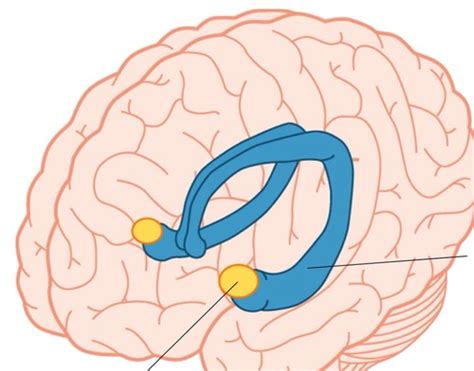 Psychology Chapter Flashcards Quizlet