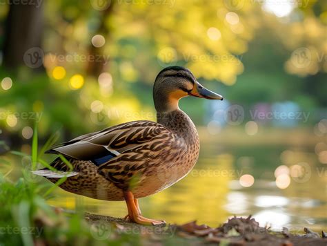 Ai Generiert Stockente Ente Anas Platyrhynchos Im Ein Park 37752133