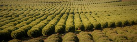 Production de chysanthèmes Les artisans du vegetal