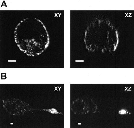 Ngf Induced Differentiation Of Anf Gfp Pc Cells Alters The