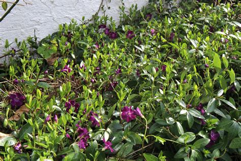 Vinca Minor Atropurpurea Ballyrobert Gardens