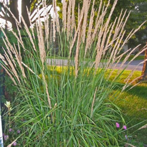 Calamagrostis Karl Foerster Buy Feather Reed Grass, 55% OFF