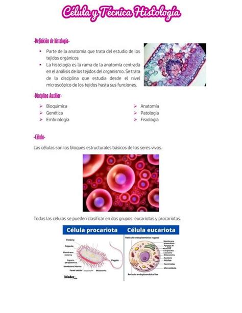 Definici N De Histolog A Lian Reyes Udocz