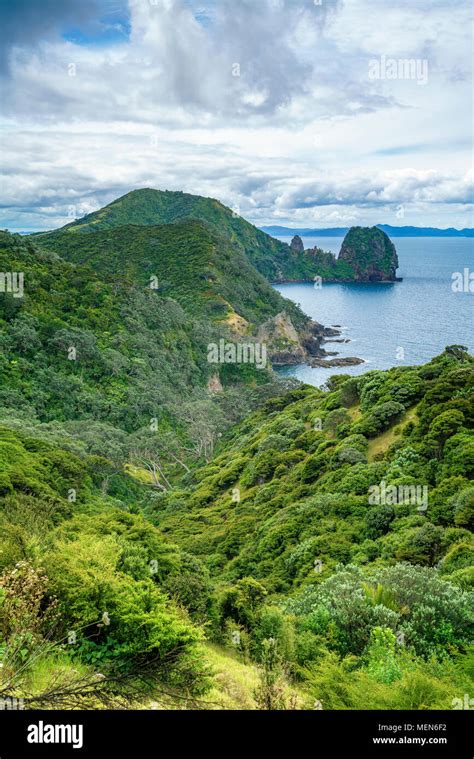 Hiking The Coromandel Coastal Walkway Rainforest And A Steep Coast