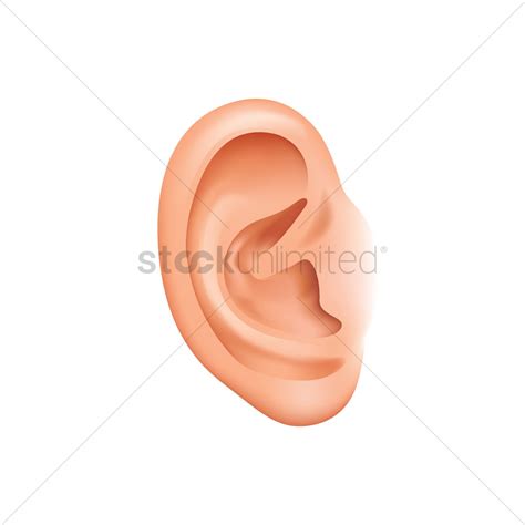 human ear vector  vectorifiedcom collection  human ear vector