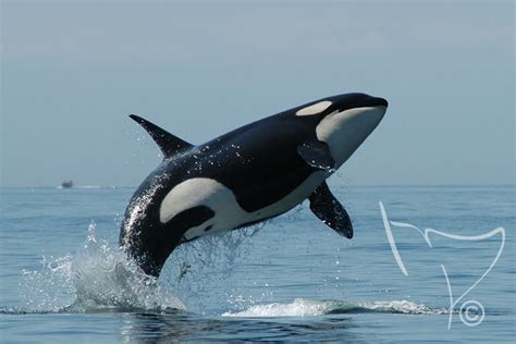 Amazing Orca Behaviors - Center for Whale Research - News Of The World