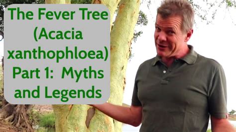 The Fever Tree Acacia Xanthophloea Part 1 Myths And Legends Youtube