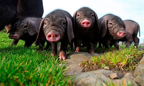 Vietnamese Pigs Description Of The Breed Breeding Maintenance And Care