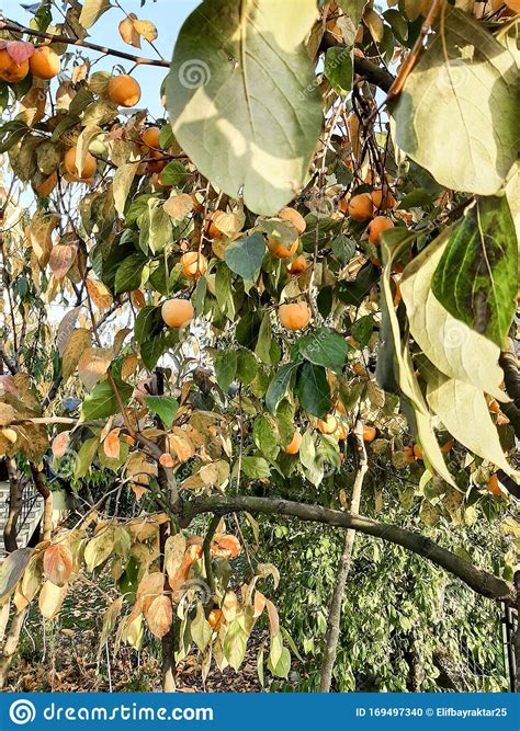 Diospyros Kaki, Oriental Persimmon Tree, Kaki, Persimmon Stock Photo ...