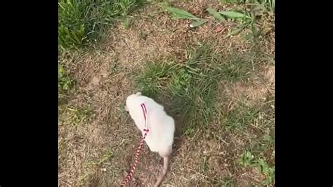 Perros Cogiendo Search XVIDEOS