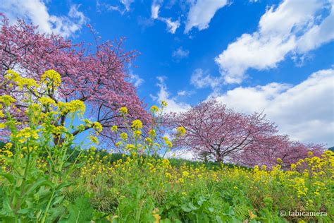 関東近郊 菜の花と河津桜の見ごたえあった場所 旅かめら