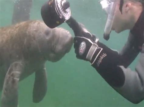 Crystal River Manatee Tours – Swim With Manatees – Private Manatee Tours