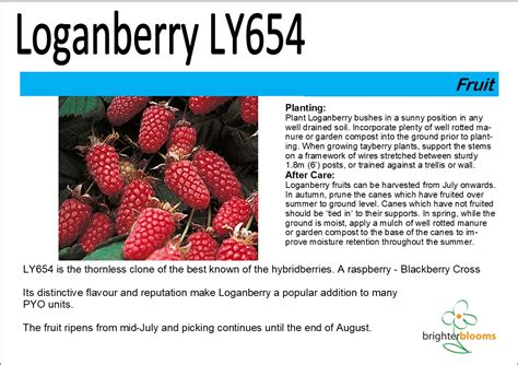 loganberry brighter blooms