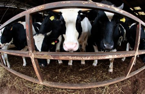 China Claims To Have Cloned 3 Super Cows That Can Produce More Milk Tech News Metro News