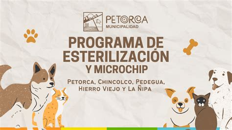 Programa de esterilización y Microchip para mascotas Municipalidad