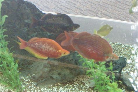 The Red Rainbowfish Whats That Fish