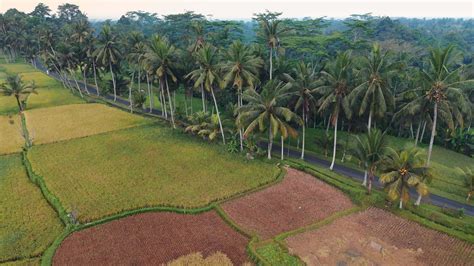 Drone view of road under palm trees with green rice terraces