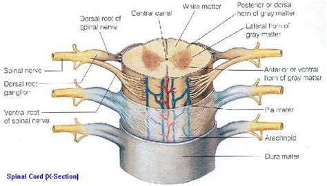 Spinal: Cross Section Of Spinal Cord