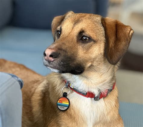 Success Stories – Animal Haven