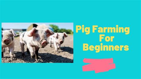 Raising Pigs Beginners Guide For Pig Farming Youtube