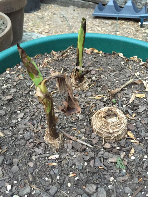 Banana | Wilting White/Brown Leaves on Banana Plant