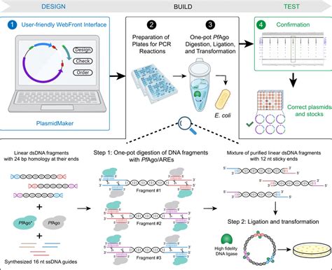 plasmidmaker overview design build test cycle  construction