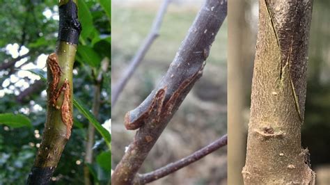 Whip And Tongue Grafting The Key To Successful Pear Tree Grafting