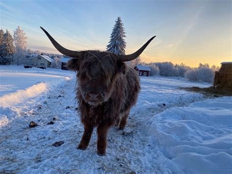 Highland Cattle Photo Of The Day : r/highlandcattle