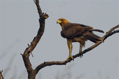 Indian Spotted Eagle Clanga Hastata Photo Call And Song