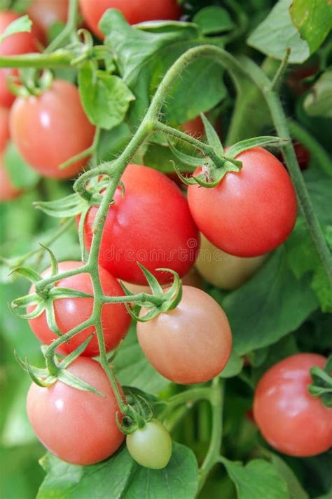 Tomatoes With Stem On White Stock Photo Image Of Garden Nature 54425418