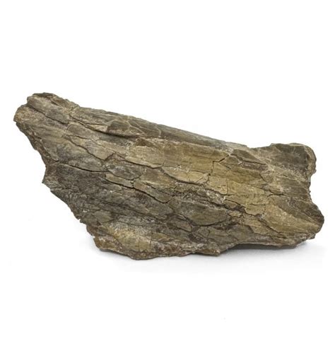 Fossils For Sale | Fossils-UK.com | Pteranodon Pterosaur Bone from ...