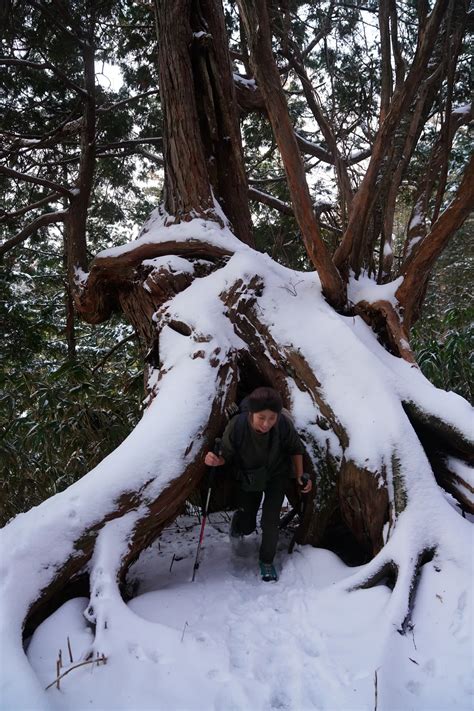 南沢山・横川山｜霧氷を求めて初冬ピストン山行