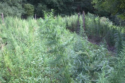 Zlikwidowano Plantacj Marihuany Na Poligonie W Biedrusku