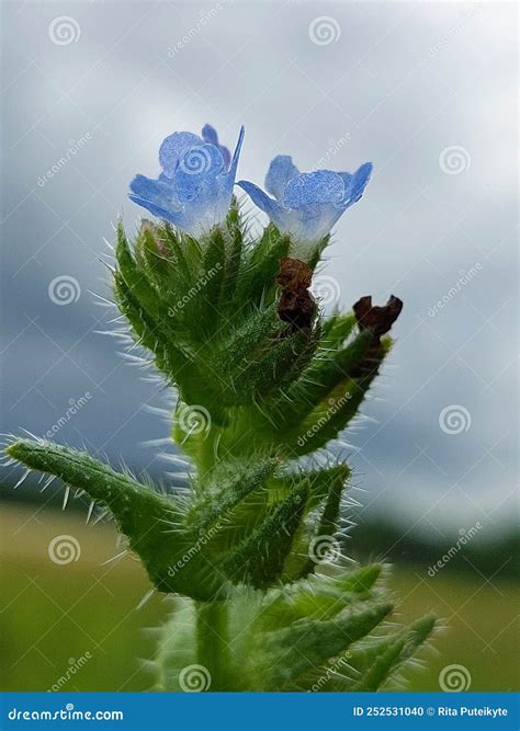 anchusa arvensis stock photo image  small plant