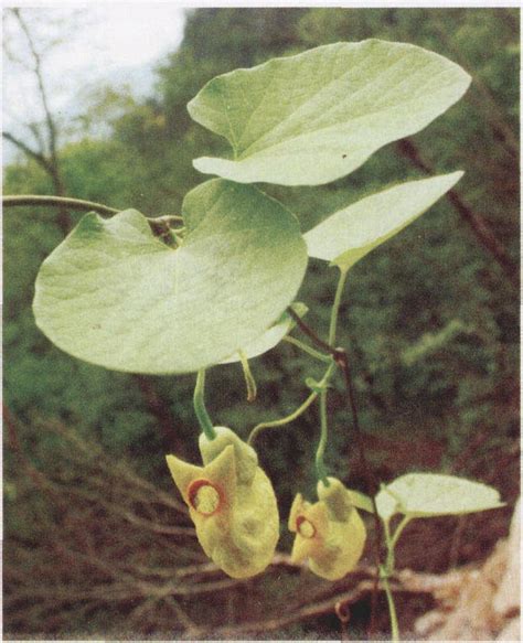 木通马兜铃 秦巴野生植物 图片