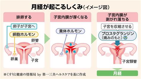 速効性＋生理痛のメカニズムを考えたシリーズ新製品『ロキソニンsプレミアムファイン』 第一三共ヘルスケア 3月8日の国際女性デーに発売 痛みに