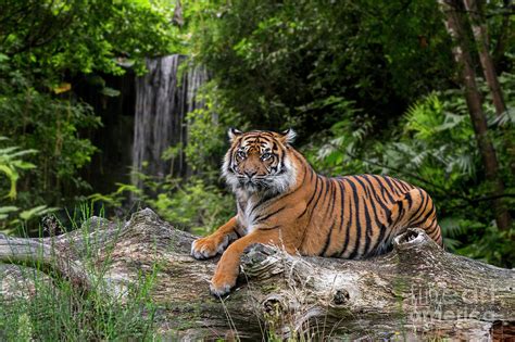 Sumatran Tiger and Waterfall Photograph by Arterra Picture Library