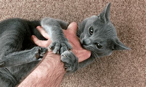 reasons  cat bite    stop  happy cats home