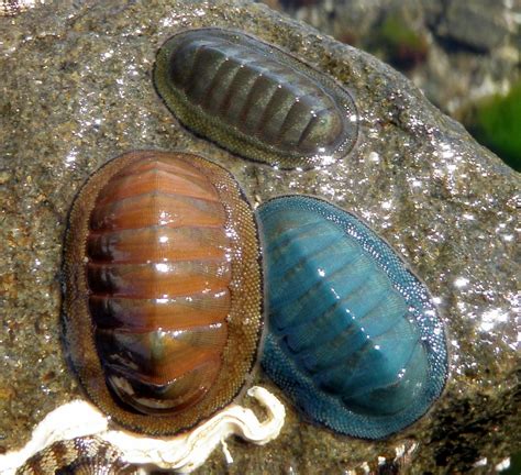 Colourful Chiton Natalie Tapson Flickr