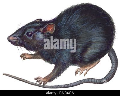 black rat, roof rat, house rat, ship rat (Rattus rattus), two animals Stock Photo: 9831159 - Alamy