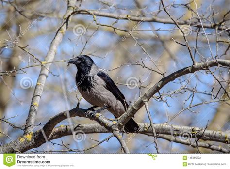 Grey Crow On Tree Sitting Alone Stock Photo Image Of Alone