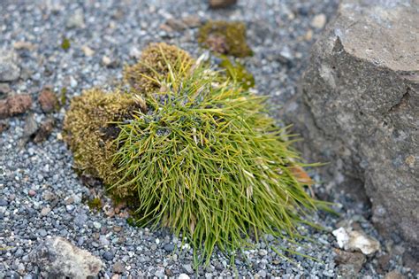 Antarctic Grass