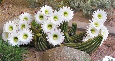 Цветущий кактус: виды с названиями, как ухаживать в домашних условиях и ...