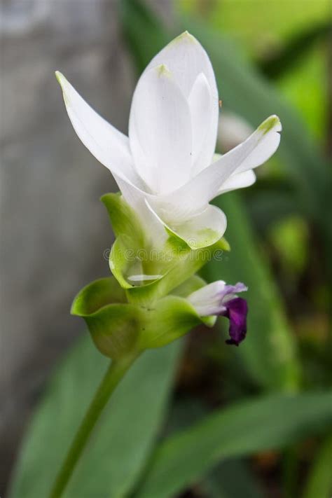 Curcuma Alismatifolia Siam Tulip Flower Stock Photo Image Of Garden