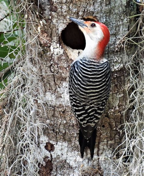 Kuhl Photo Art: Red Bellied Woodpecker at the Nest