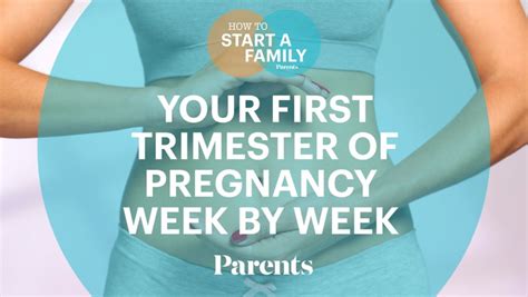 Fetal Development First Trimester