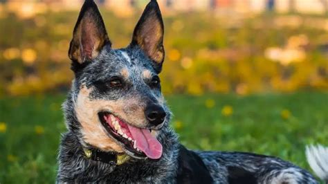 Blue Heeler Corgi Mix (AKA The Cowboy Corgi): Complete Guide