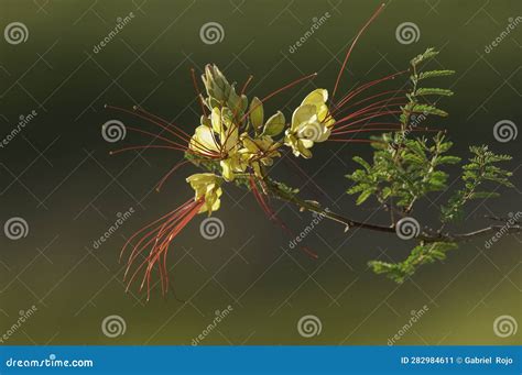 wild flower  patagonia caesalpinia gilliesii la pampa stock image