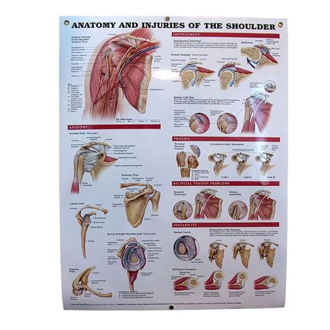 Anatomy Of Shoulder Injuries